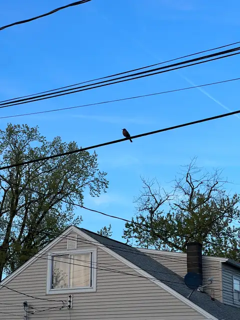 Blue skies and a tiny friend on the line.